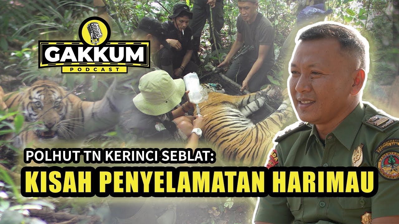 Kisah penyelamatan Harimau Sumatra di Taman Nasional Kerinci Seblat - Gakkum Podcast