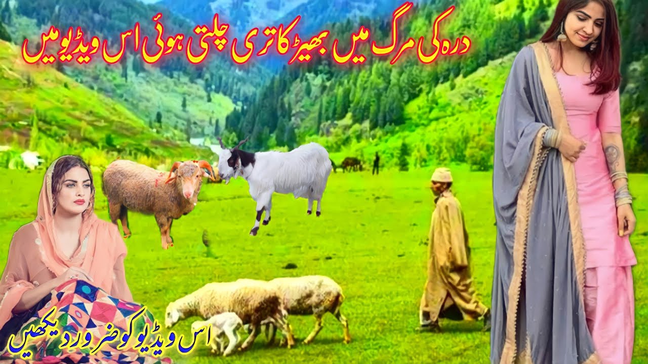 gojri Pahari top video song|gojri bait Gojri geet|gojri Pahari mahiye|gojri Pahari gane| cover song