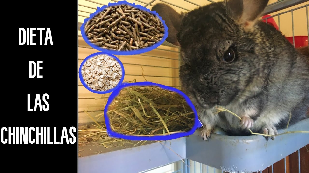 DIETA DE LAS CHINCHILLAS | COMO ALIMENTAR BIEN A TU CHINCHILLA