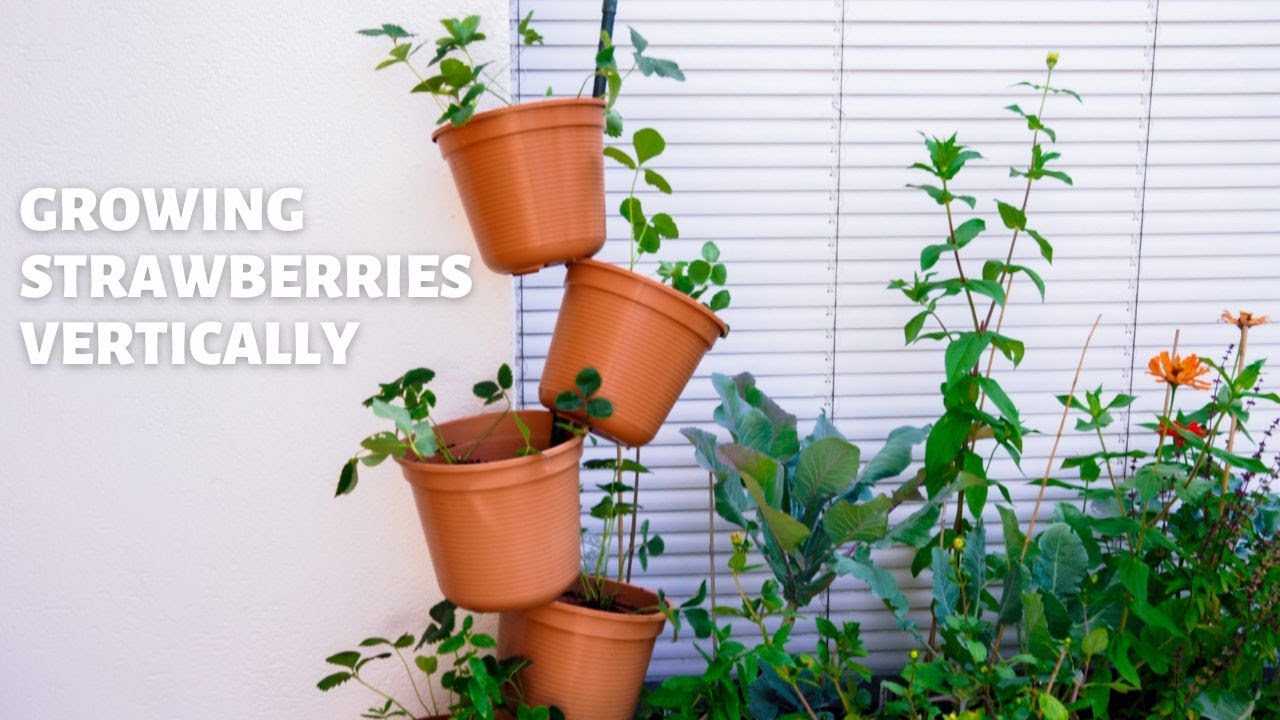 Growing Strawberries Vertically