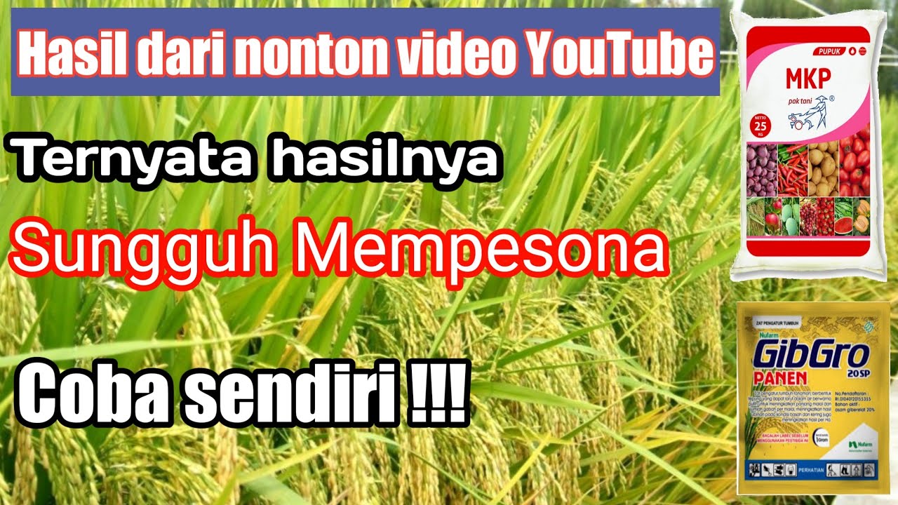 CARA MERAWAT BULIR PADI BERISI PENUH BERNAS DAN BERISI