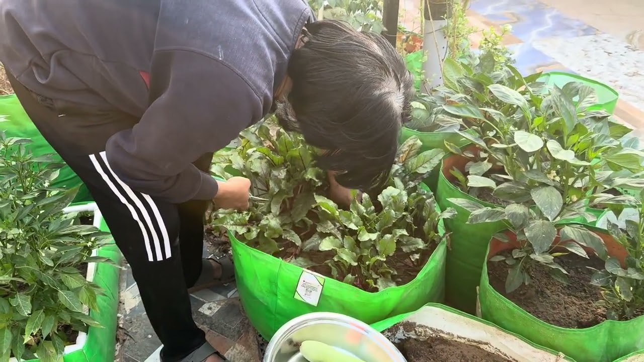 Today harvesting |Radha Rani Garden Fbd | #gardening #hervesting #terracegardenindia #garden #short 