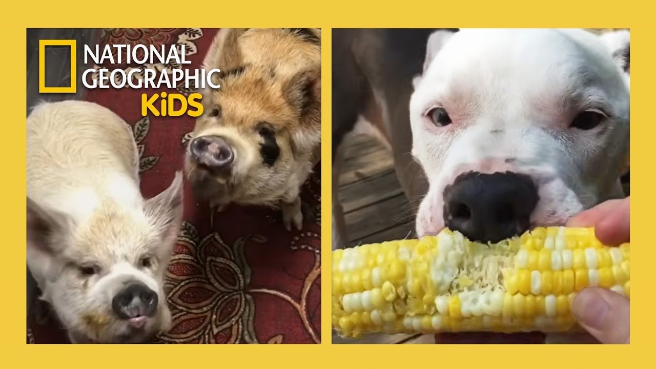 Howie Mandel's Animals Doing Things Full Episode | Corn Dogs 🌽🐶 | @natgeokids