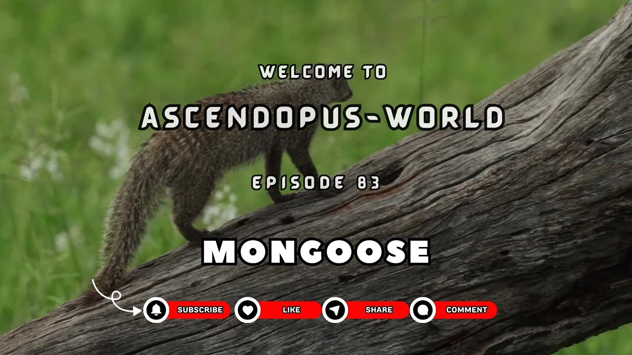 EP 83:Creatures of Earth  I Mongoose: Nature’s Fearless Predator