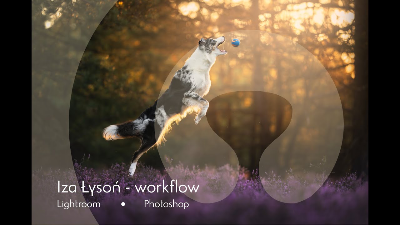 Workflow Lightroom + Photoshop | fotografia psów