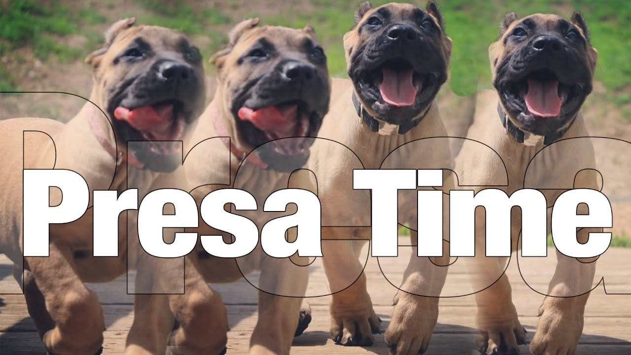 Presa Canario Puppies