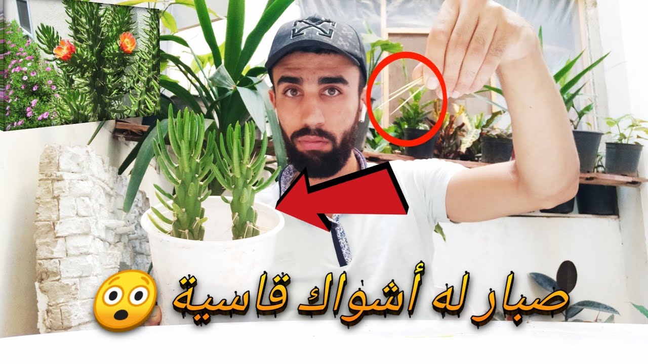 زراعة صبار إبرة حواء في المنزل