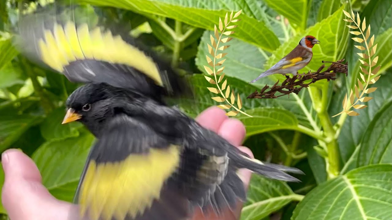 Spinus atrata o pintassilgo 