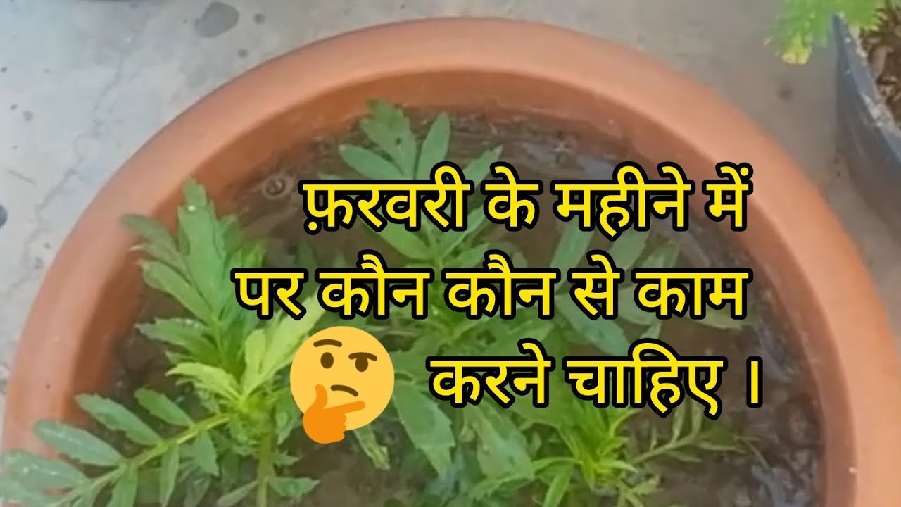 फरवरी के महीने में पौधे पर कौन कौन से काम करने चाहिए।