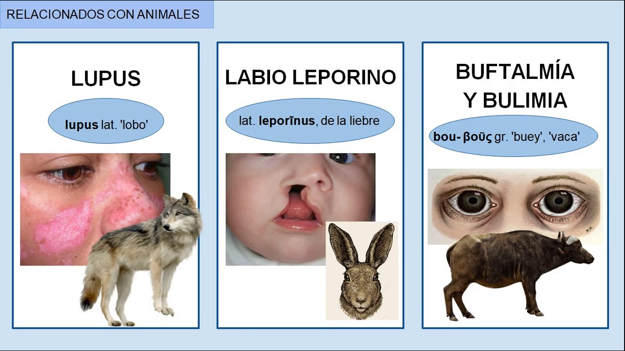 TRABAJO ETIMOLOGÍA MEDICINA