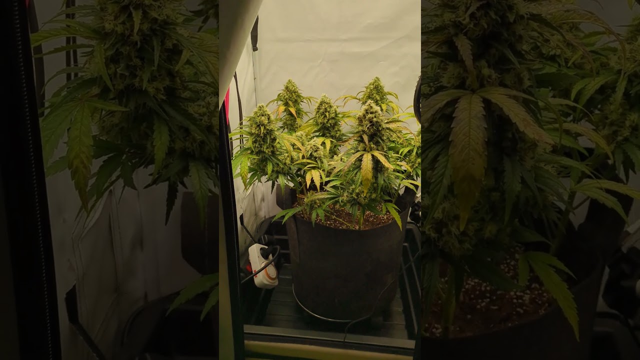 Wappa Phenotyp #1 - Paradise Seeds