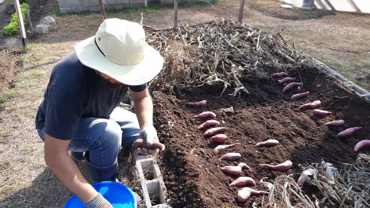 ¿Como hacer plantines de camote o batatas?