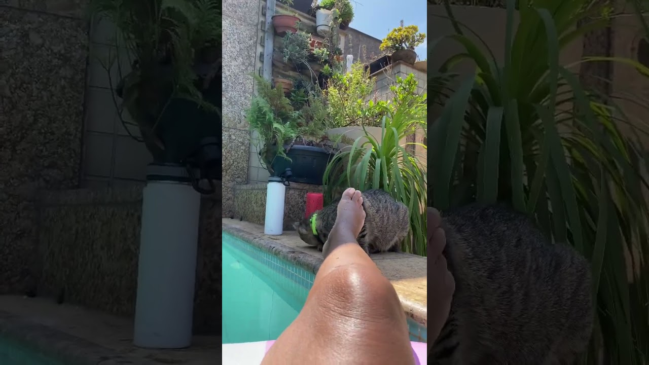 &Eacute; muito amor de gatinha! Eu n&atilde;o dou conta de tanta fofura! A sua gatinha &eacute; assim tamb&eacute;m?
