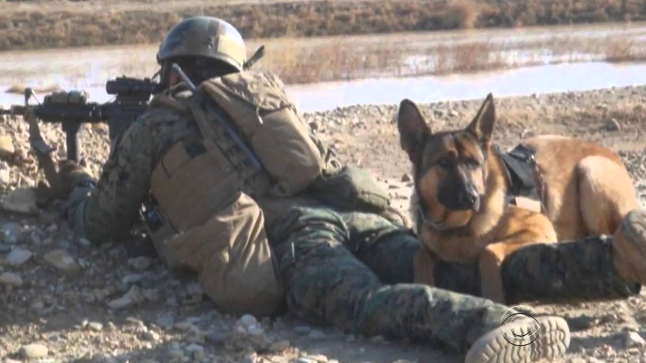 Marine Corps Dog Lucca receives Military Medal