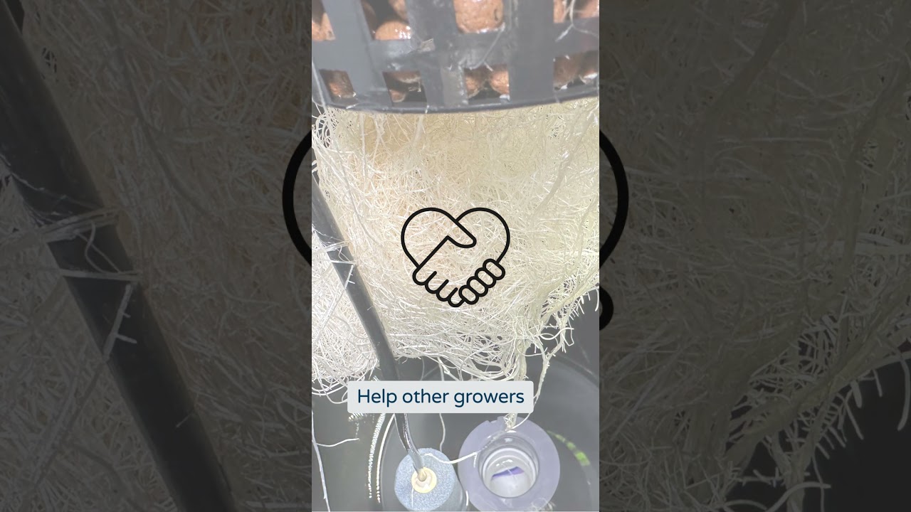 Learn How to Grow Cannabis Together  #cannabiseducation