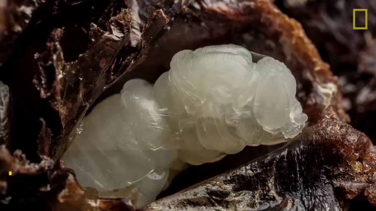 Transformación de Larva a Abeja  | Nat Geo