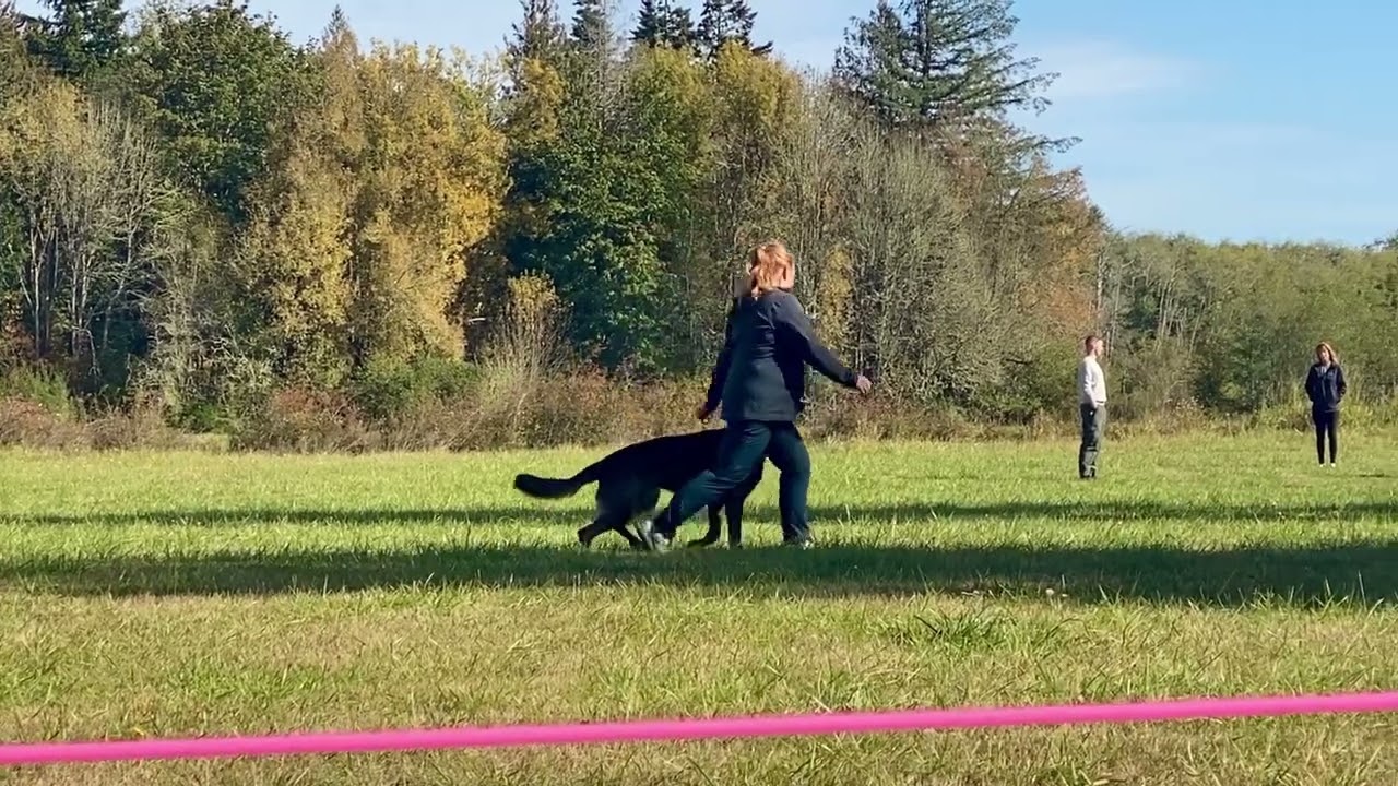 Schutzhund BH-VT Obedience Tests