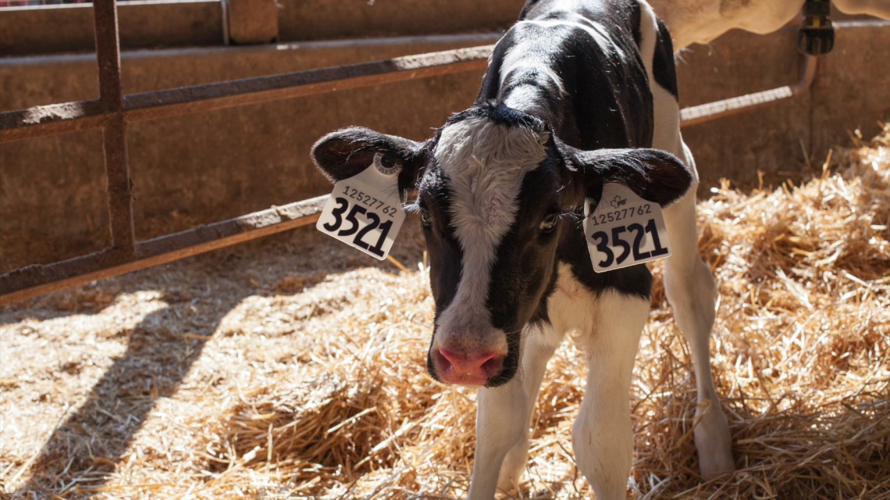 &Eacute;tiquetage correct des animaux