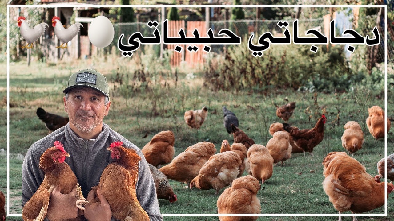 متعه تربيه الدجاج البلدي 🐓وجوله مع دجاجاتي حبيباتي