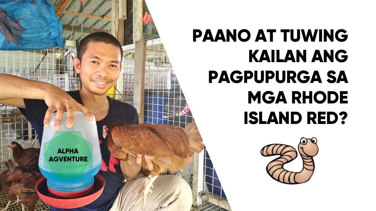 Paano at Tuwing Kailan ang Pagpupurga sa mga Rhode Island Red?