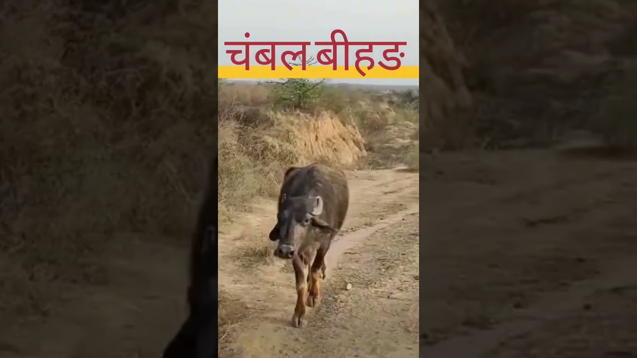 चंबल बीहङ का नजारा 