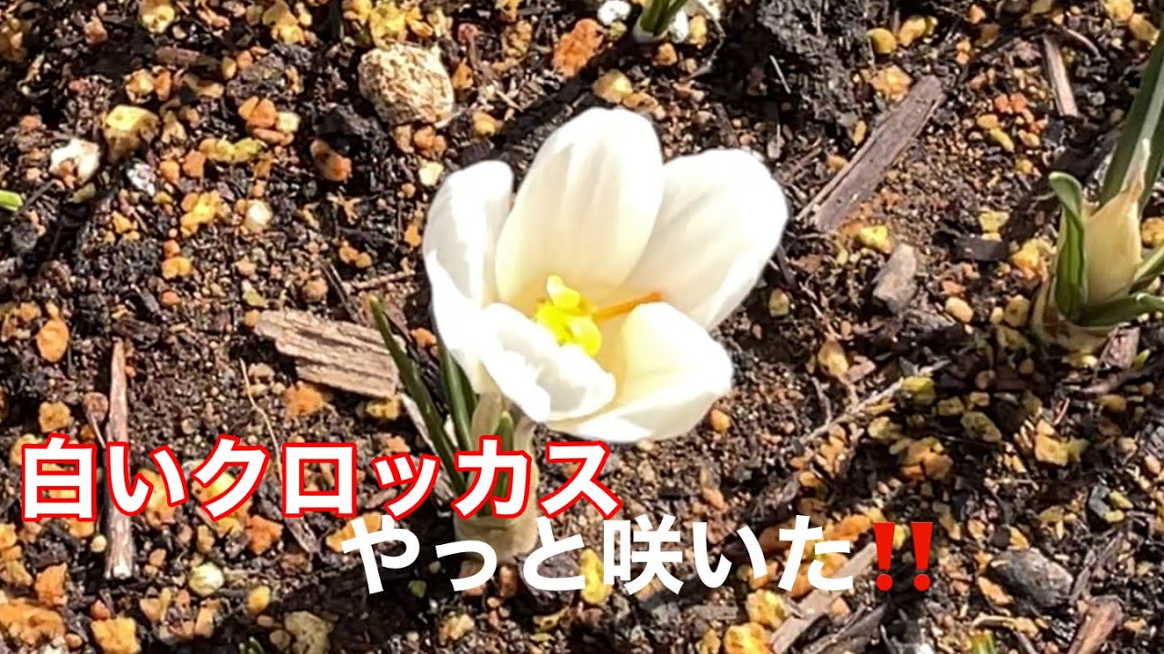 まるおの母　まるこの宿根草と低木の庭　2026 03 08 日差しはたっぷりだけど、風が強くてガーデニングには不向きな天候。白いクロッカスがようやく咲き出しました。野鳥たちの小競り合いは、まだまだ続く