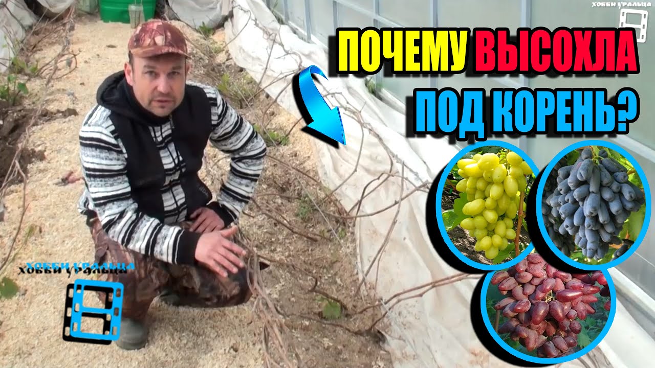 ГИБЕЛЬ ВИНОГРАДНОЙ ЛОЗЫ ВЕСНОЙ, ОТСУТСТВИЕ ПАСОКИ, В ЧЕМ ПРИЧИНЫ? СЕВЕРНЫЙ ВИНОГРАДНИК 24-05