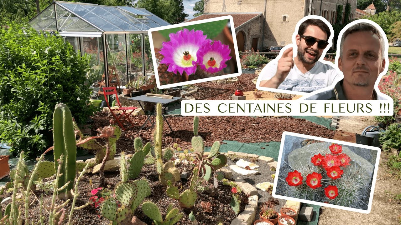 #VLOG2 | 5000 Cactus & Succulentes : des CENTAINES EN FLEURS !!! ft. AuCactusVosgien 🌵 (+ CONCOURS)