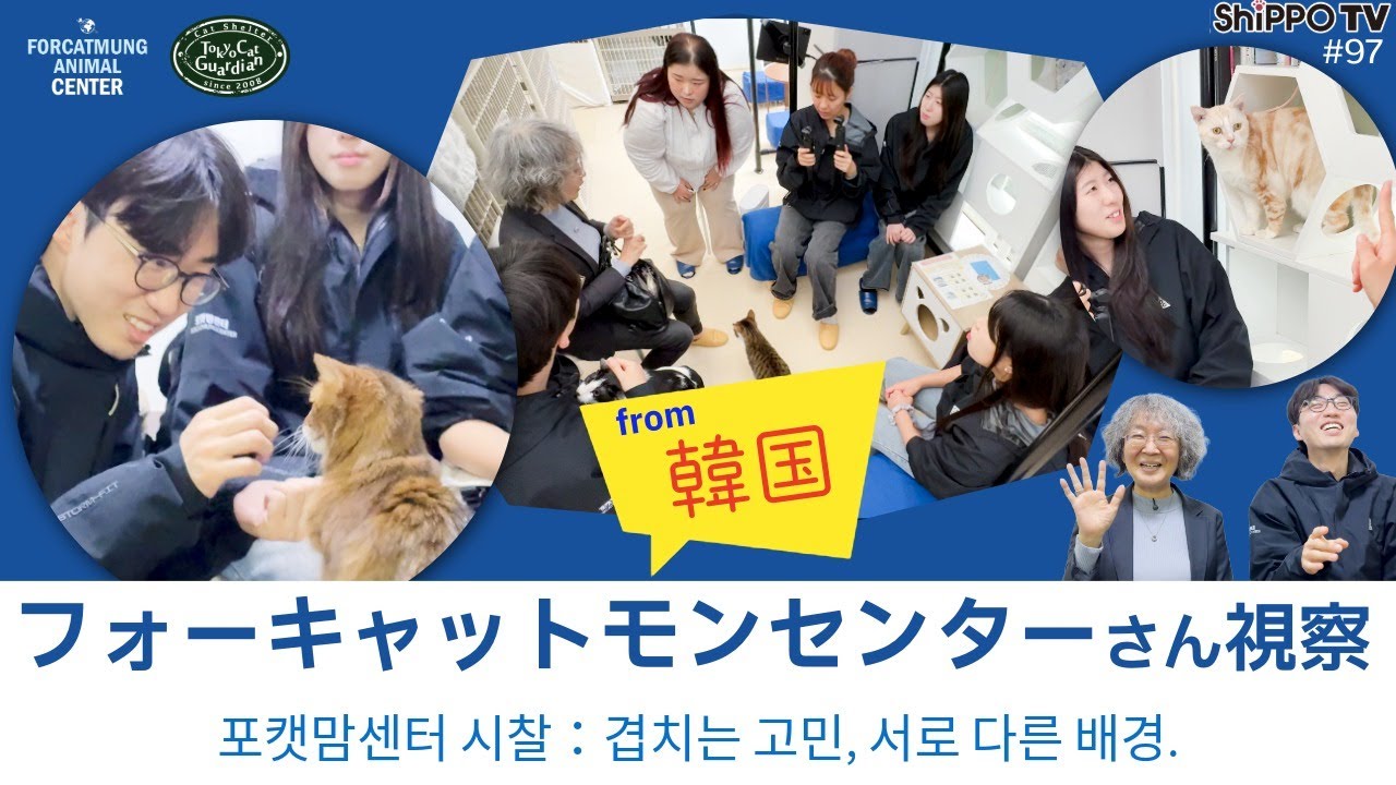 韓国からのお客様。韓国フォーキャットモンセンター視察。重なる悩み、異なる背景。/ 포캣맘센터 시찰 / Visitation by FORCATMOM CENTER