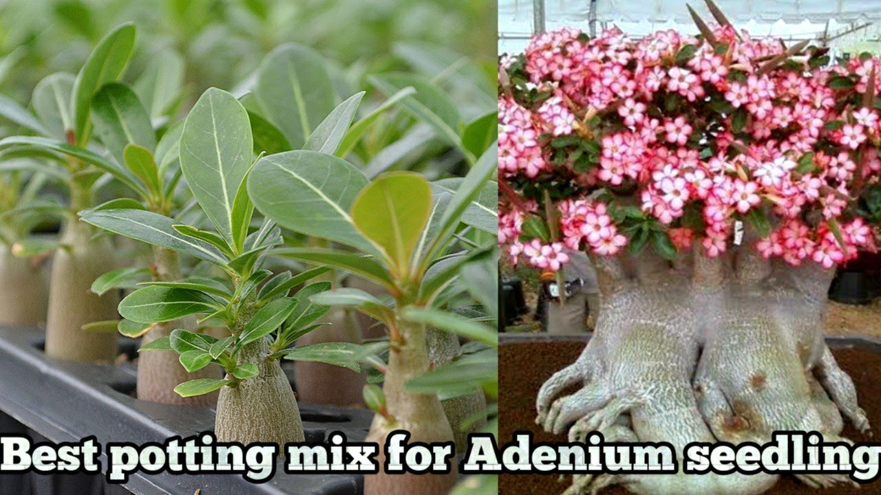 अडेनियम के छोटे पौधे को ऐसे लगाएं || How to repot baby Adenium