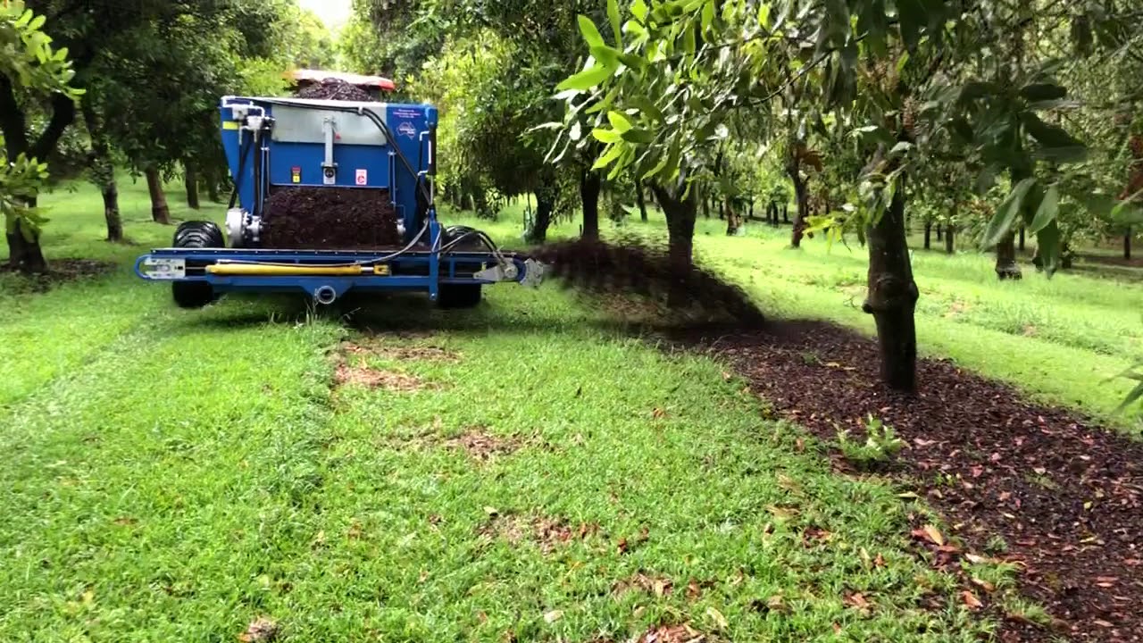 5 Cubic Metre Seymour Mulch Spreader Operating In A Macadamia Orchard.