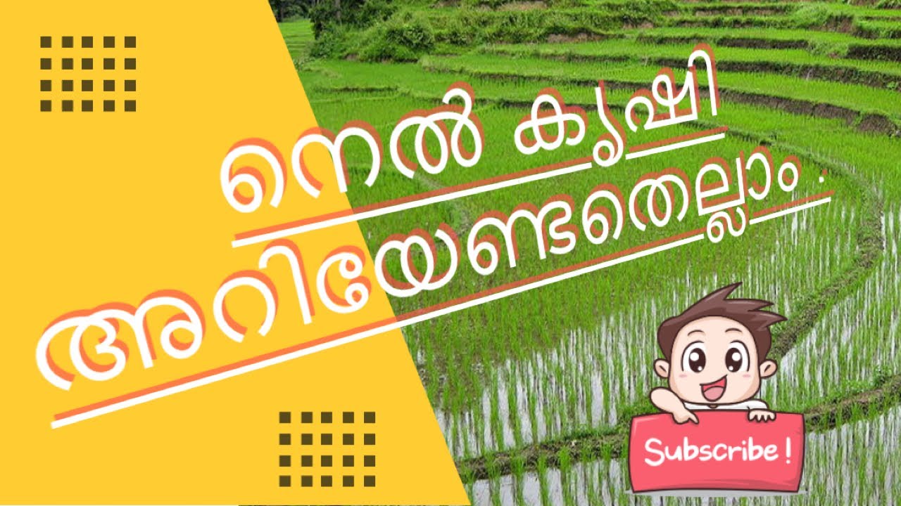 നെൽ കൃഷി NEL KRISHI/nel krishi/nelkrishi in malayalam