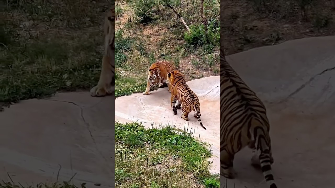 Animal confrontation 💀