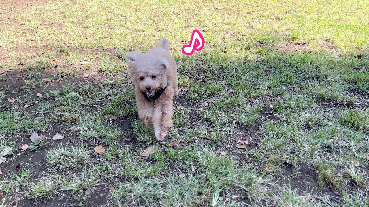 久しぶりのドッグランに大歓喜の愛犬達！でも他の犬がくるとビビリな妹犬の様子が…