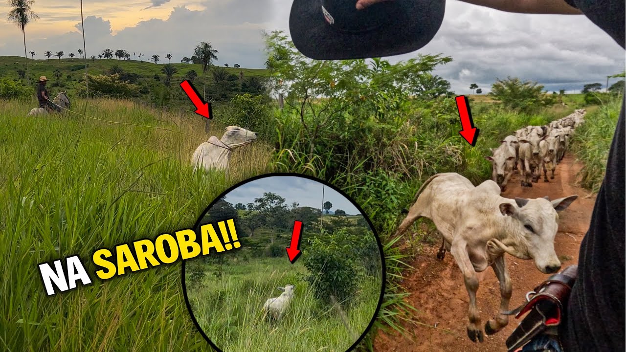 NA SAROBA!! Transferindo Gado Difícil do Retiro GRUPO CR 😱🐂
