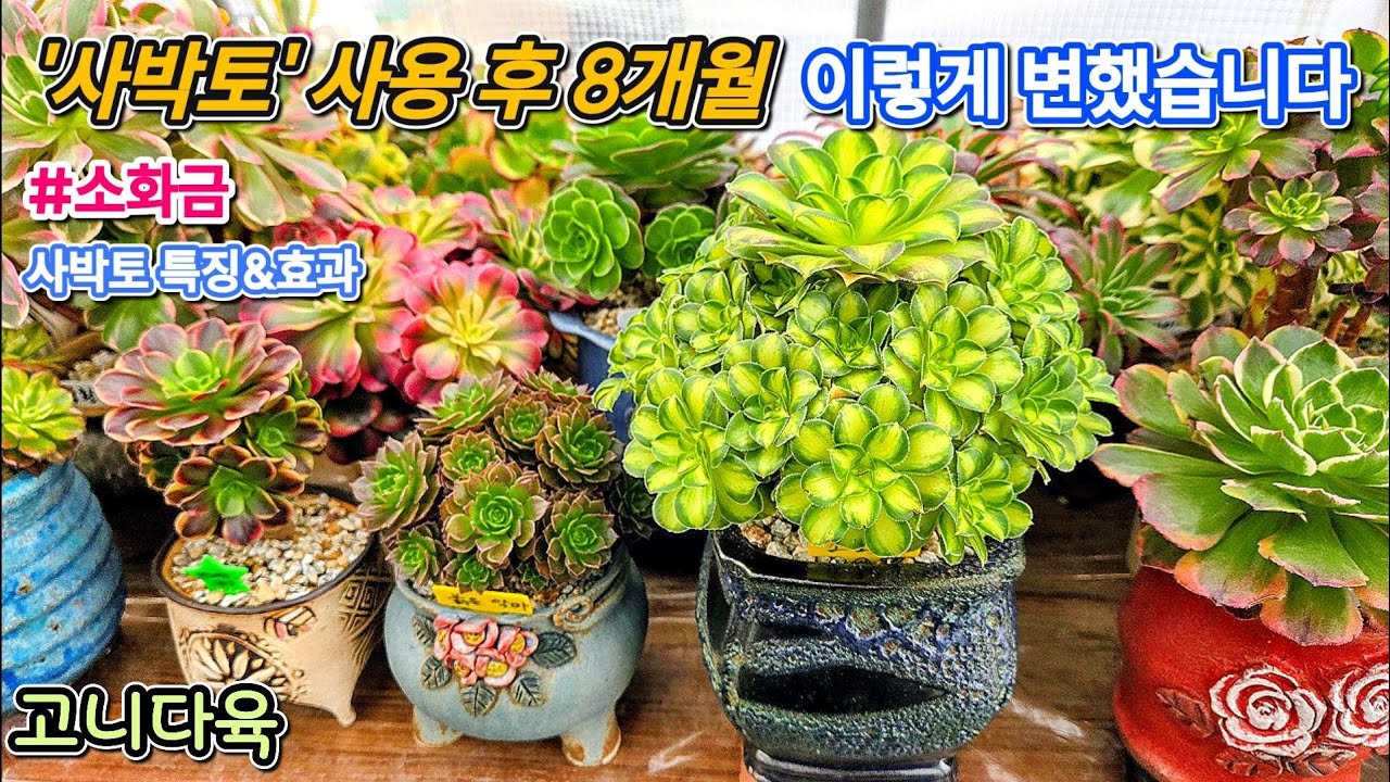 '사박토' 8개월 사용 후, '소화금'에 생긴 변화 🪴 | #소화금 | #다육이분갈이 #사박토 #다육식물 #다육이 #다육생활 #에오니움 #succulent #repotting 