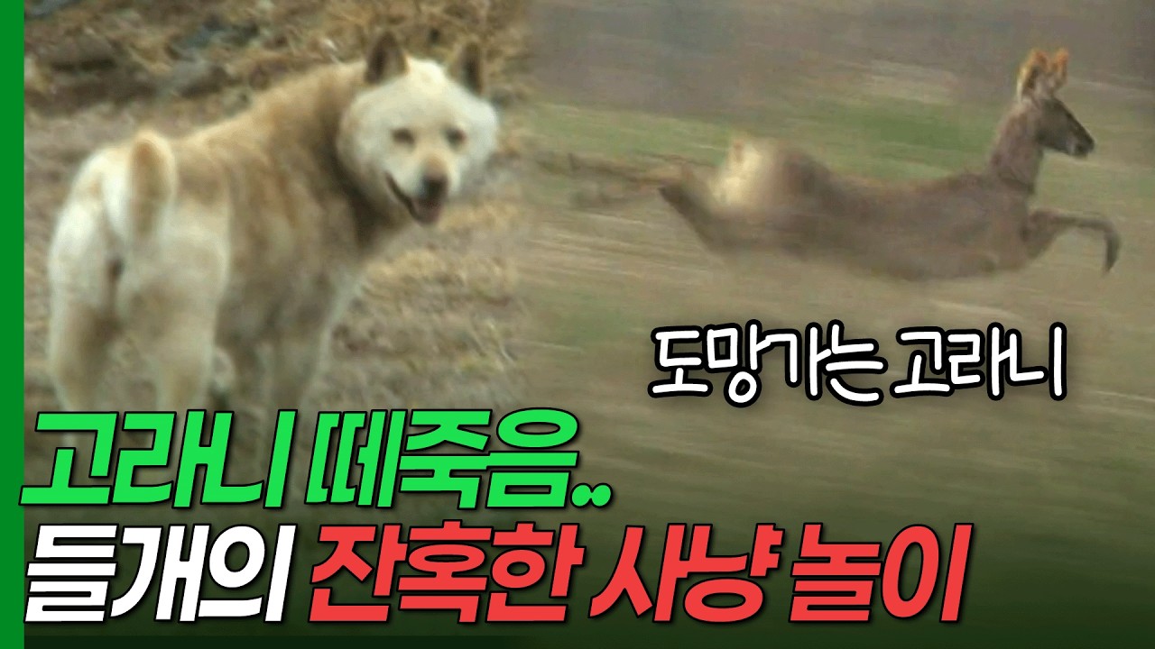 고라니&middot;염소&middot;노루&hellip; 닥치는 대로 죽이는 들개의 사냥 놀이 [환경스페셜 - 현장추적, 들개의 역습] / KBS 20080430 방송