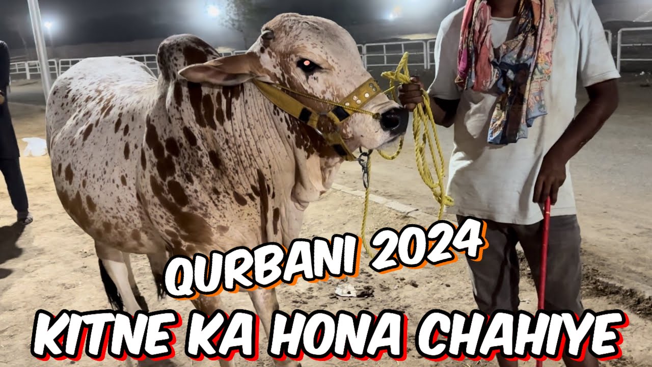 Kitne Ka soda hona chahiye | cholitani Sahi wali bachare I qurbani 2024