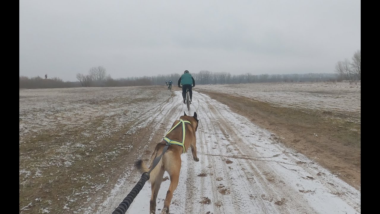 Zuma dogscooter training.