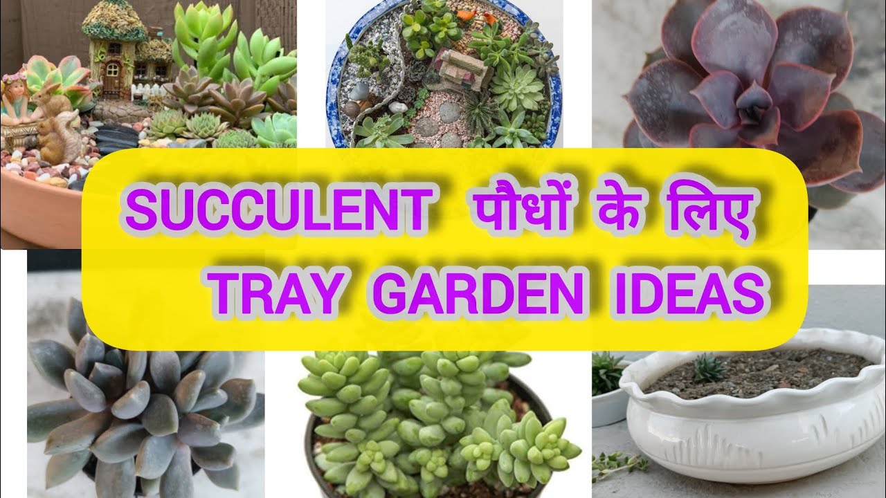 How to make Succulent Tray Garden❤️/Full care and Repotting Succulents/Mini garden Arrangements
