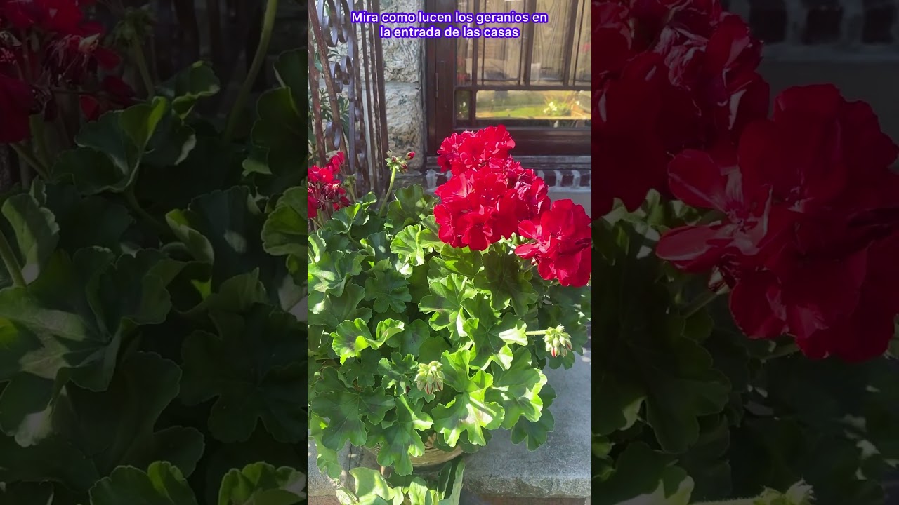 Mi lindura DE geranio 