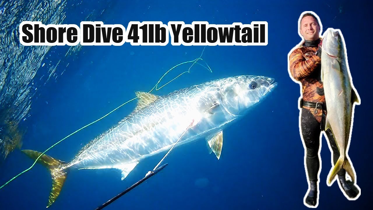 Shore Dive Yellowtail and White Seabass Spearfishing 