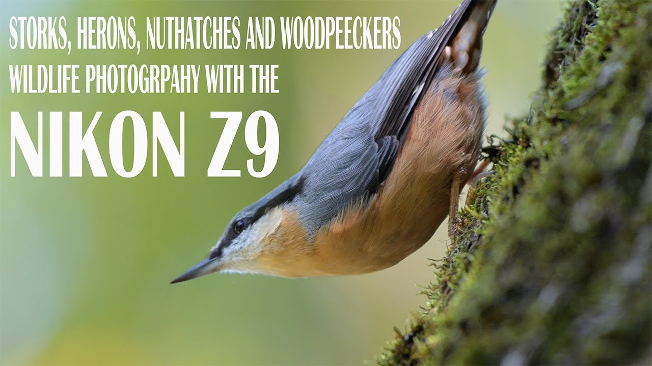 Storks, herons, nuthatches, woodpeckers and treecreepers - Wildlife photography with the Nikon Z9