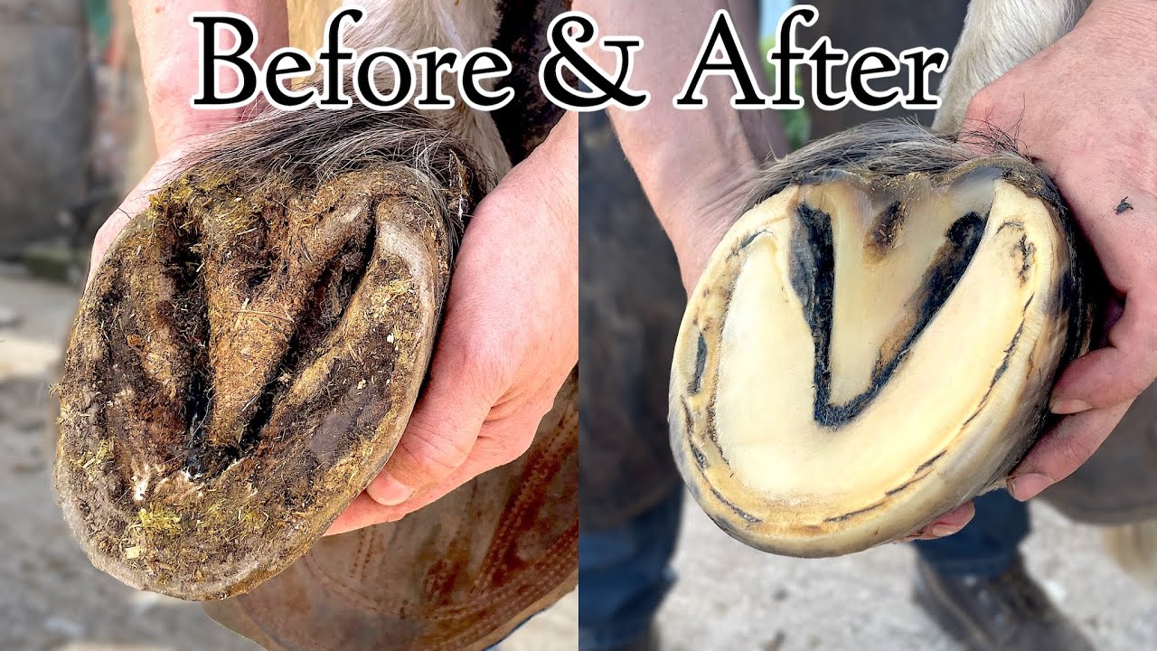 Satisfying Horse Hoof Trimming