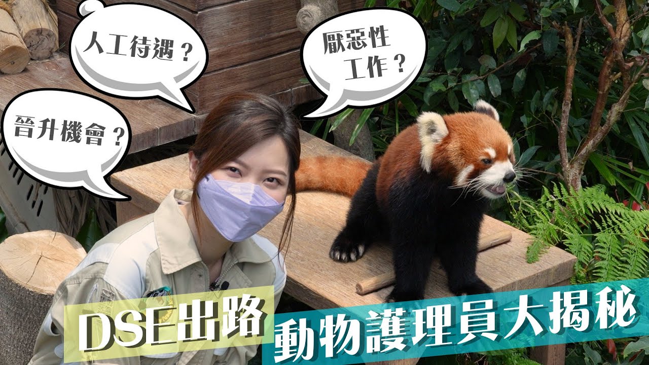 生活智慧王｜$15000月薪湊企鵝小熊貓 海洋公園動物護理員招聘應屆DSE #星島頭條 #SingTaoHeadline #生活智慧王 #海洋公園 #動物護理員 #招聘 #DSE