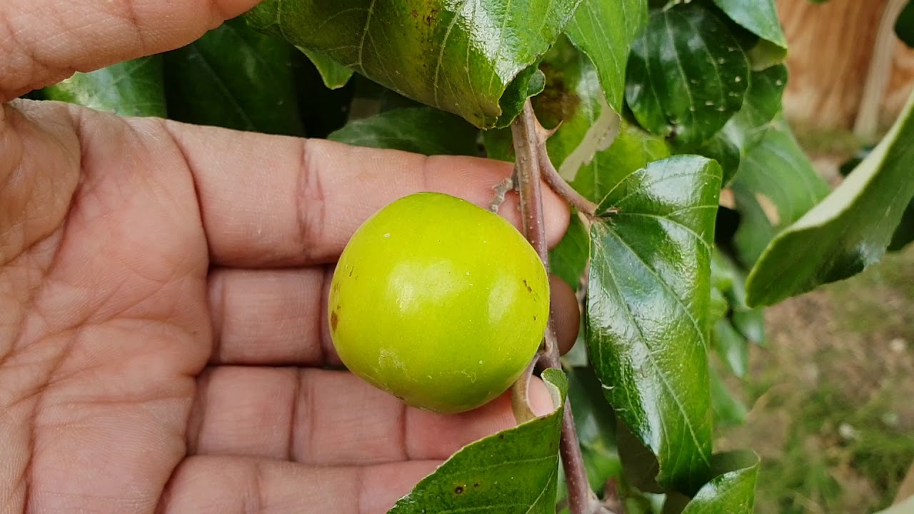 نتيجة عملية تطعيم شجرة السدر بعد مرور عام