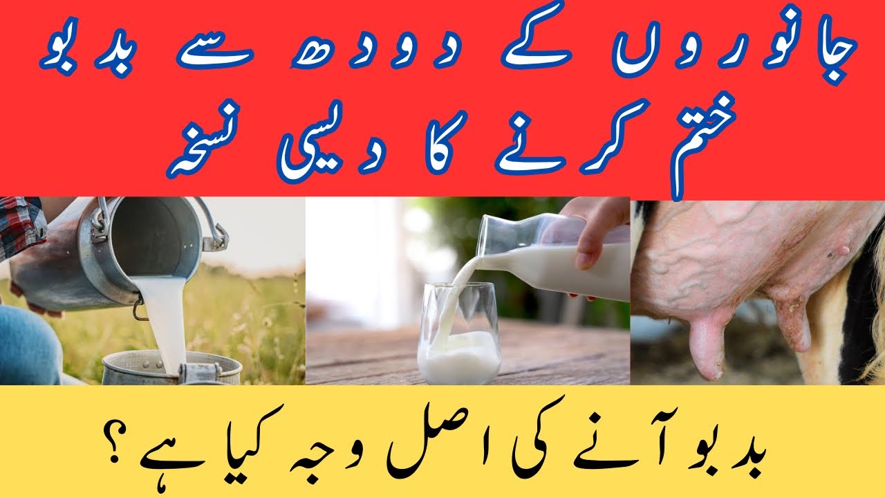 جانوروں کے دودھ سے بدبو ختم کرنے کا دیسی نسخہ