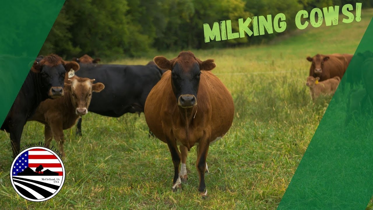 Milking cows on a small dairy farm