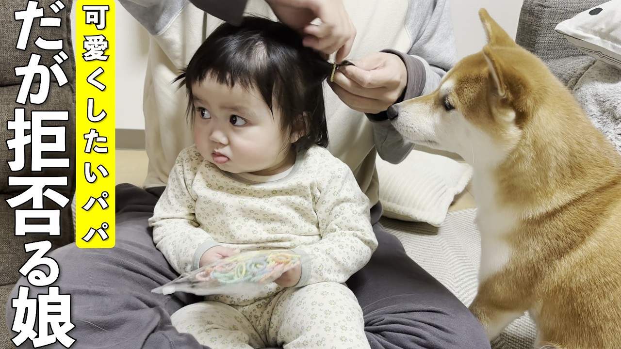 １歳児を可愛くする為に不慣れなことをするパパを暖かく見守る柴犬