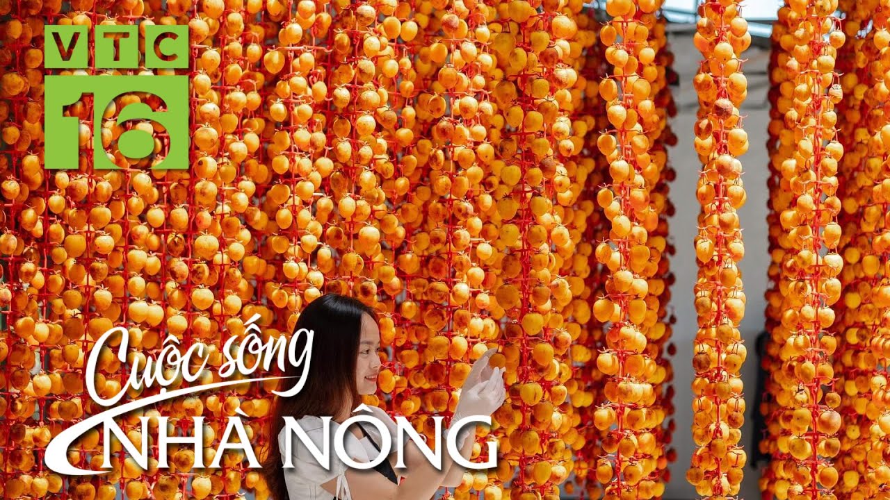 Hồng treo gió Đà Lạt - món đặc sản kỳ công  | VTC16